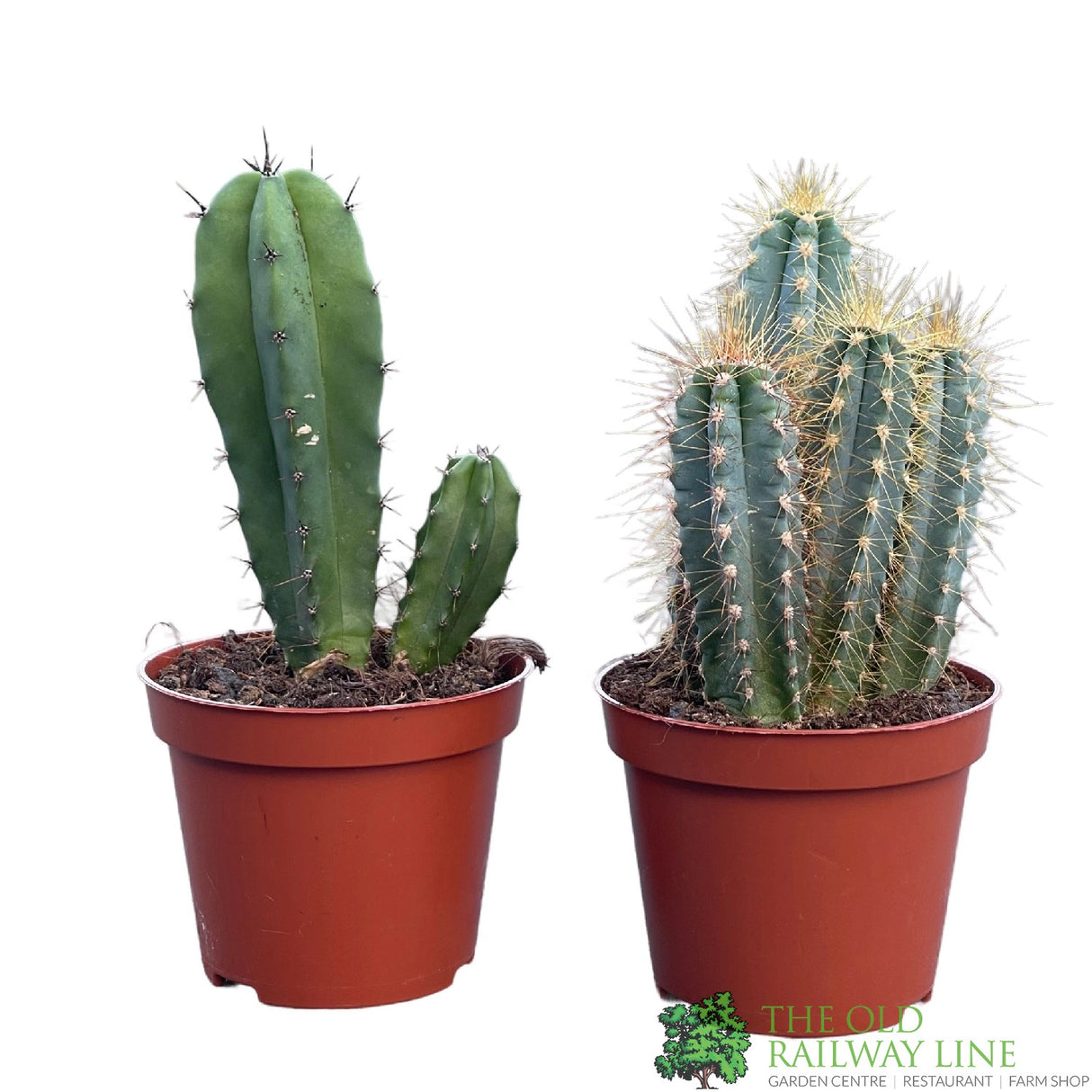 Cacti Cereus 8.5cm Pot