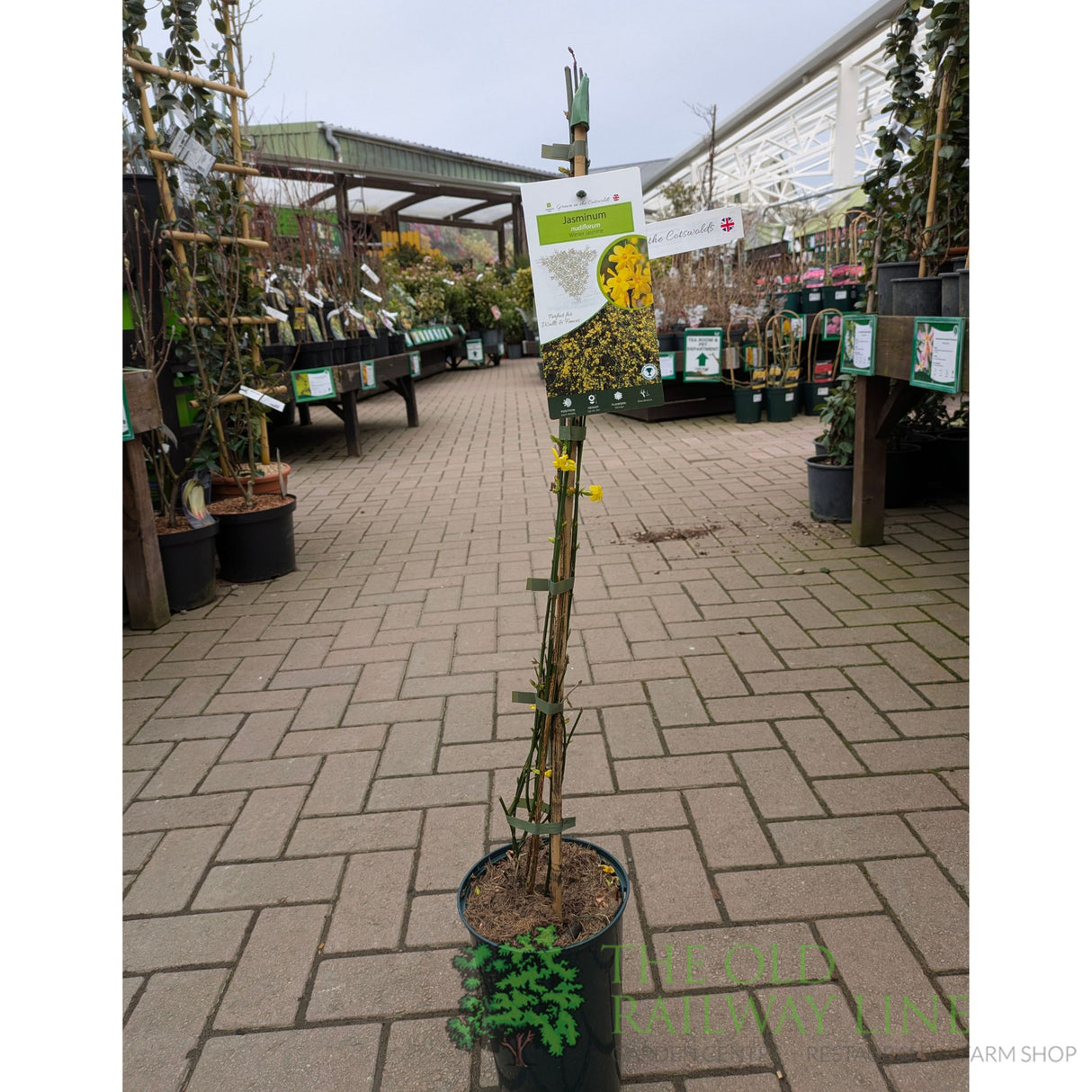 Jasminum Nudiflorum 'Winter Jasmine' Climber 3Ltr Pot