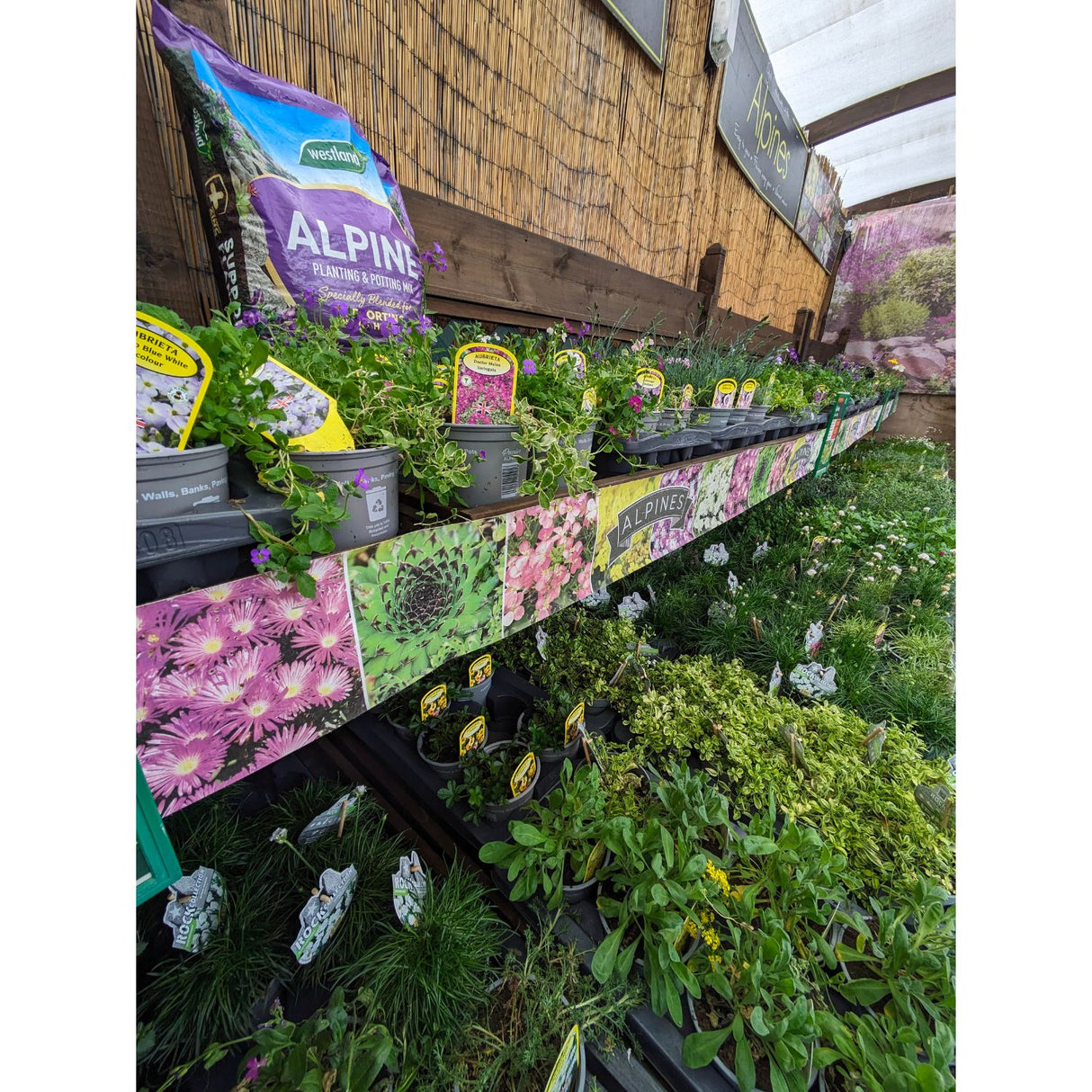 Alpine Mixed Variety 1Ltr Pot