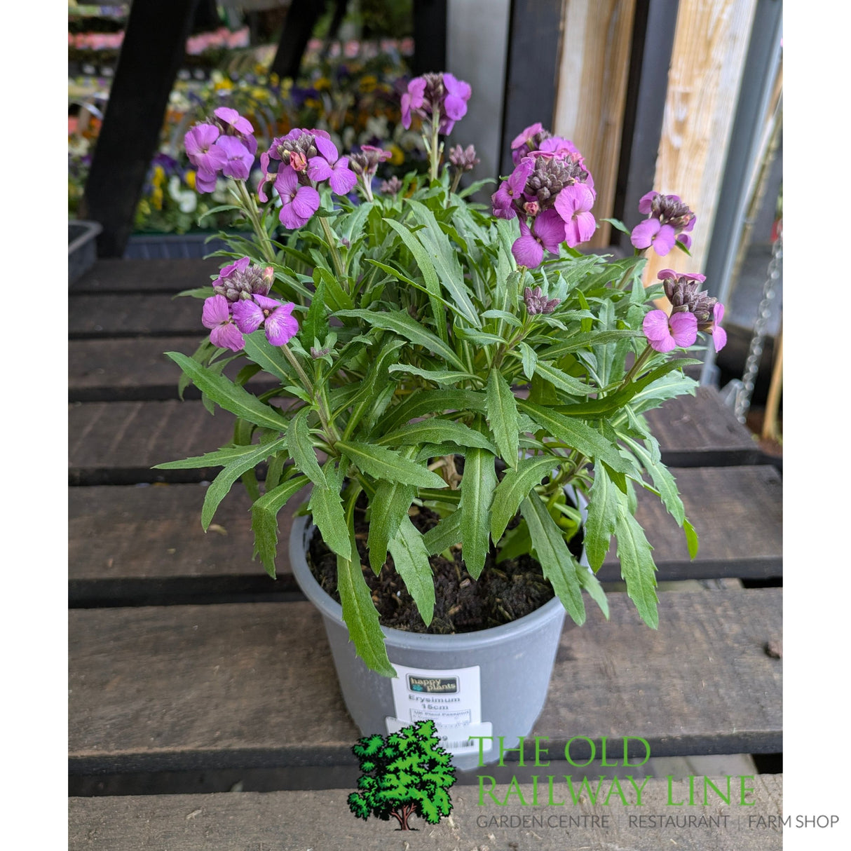 Porters Hoticulture Erysimum Mixed 1.5ltr Pot (Choice of 5)