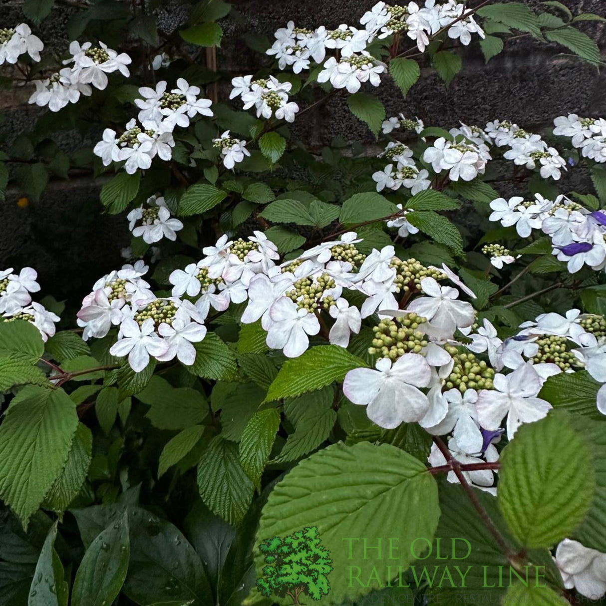 Viburnum 'Plicatum Kilimanjaro' 3Ltr Pot