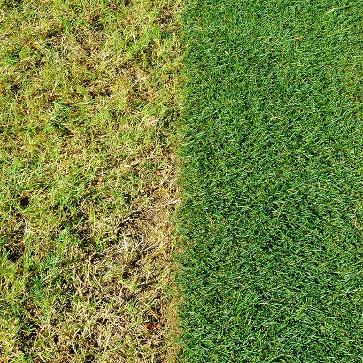 Miracle Gro Evergreen 200sq.m Complete 4-in-1 Lawn Feed