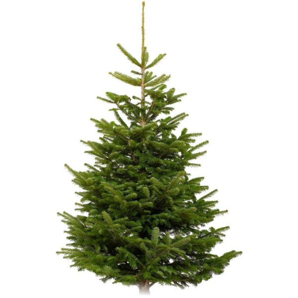 Nordmann Fir 175cm-200cm Low Needle Drop Fresh Cut Christmas Tree