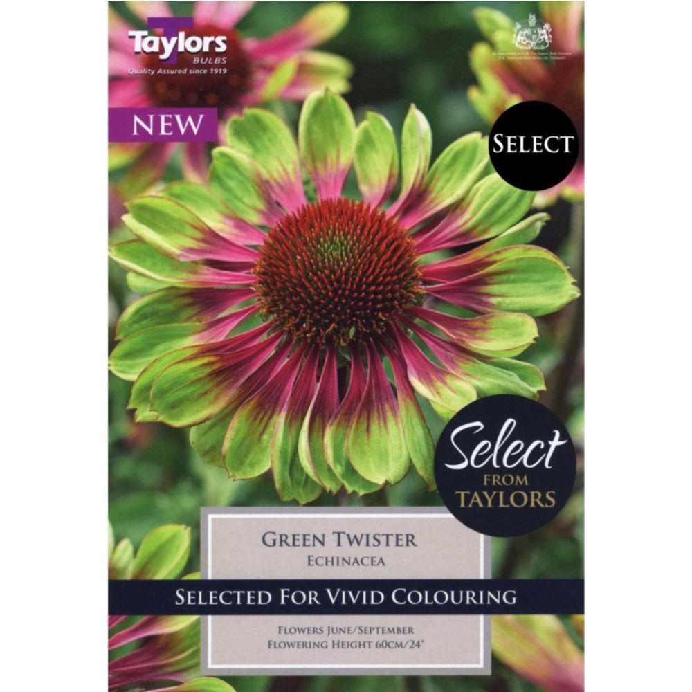 Taylors Select 2 'Echinacea 'Green Twister' Bare Roots