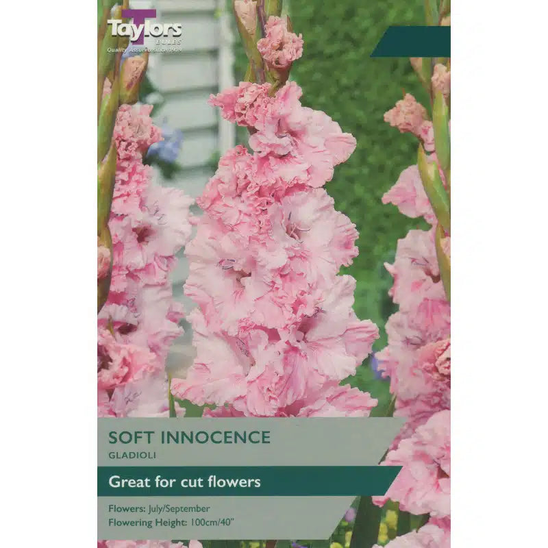 Taylors Gladioli Soft Innocence 10-12 P/P