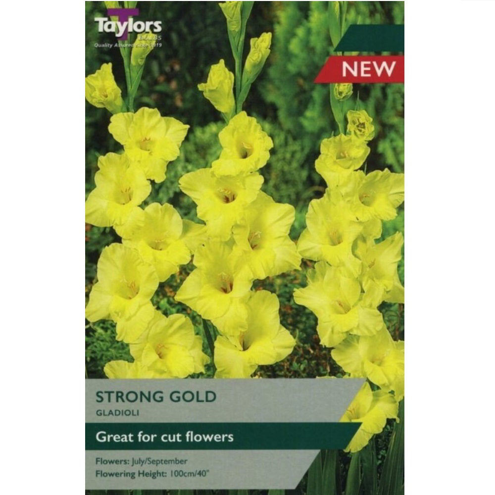 Taylors Gladioli Strong Gold 10-12 P/P