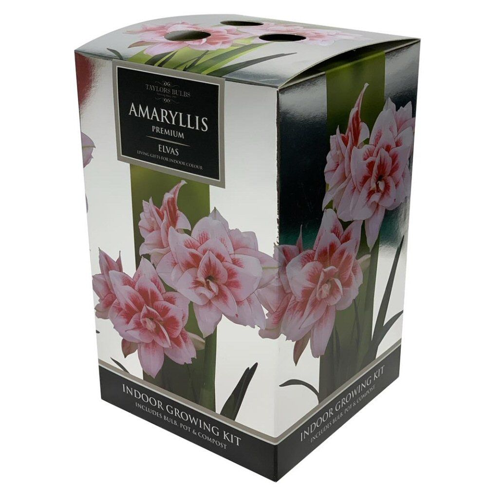 Taylors Amaryllis Elvas Indoor Growing Kit