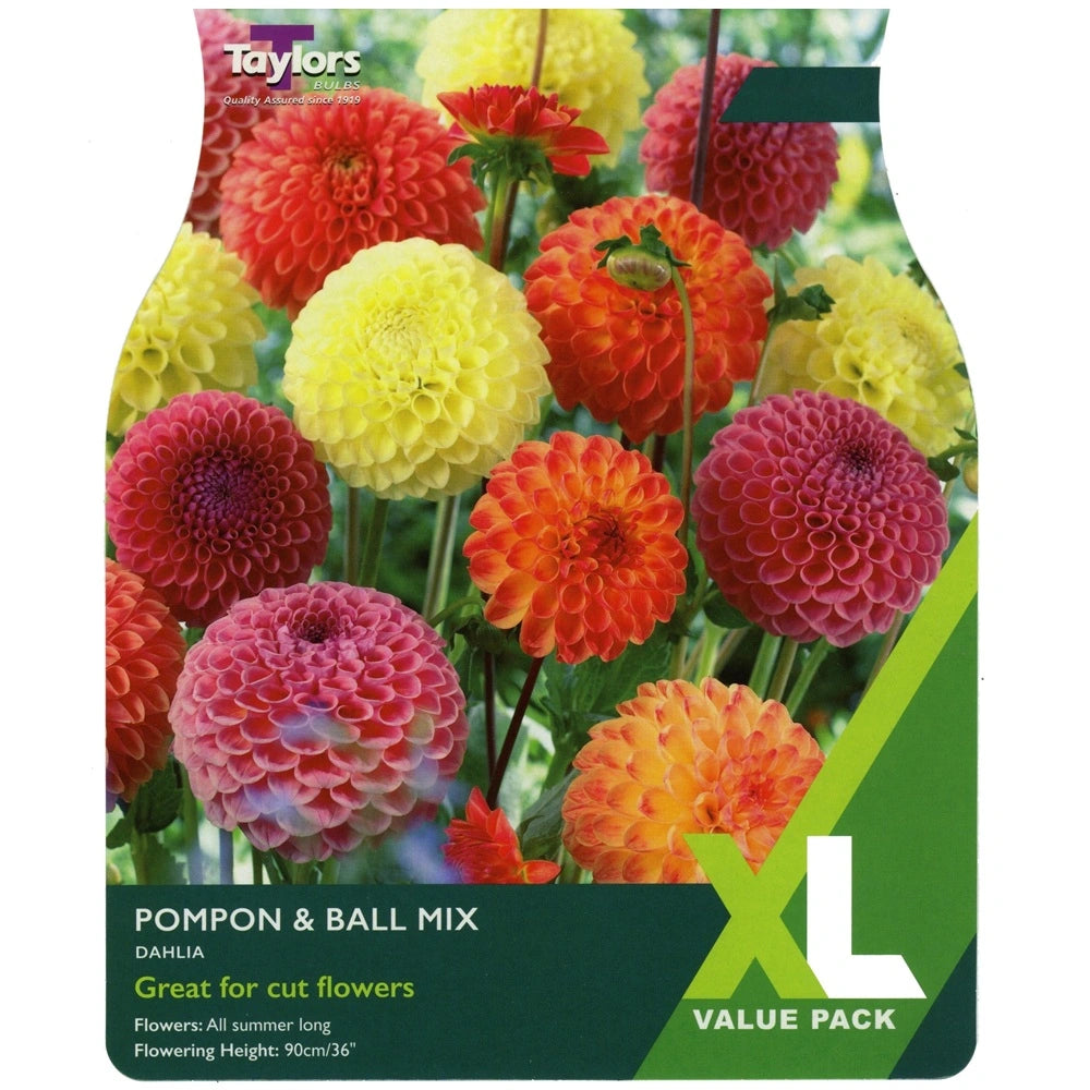 Taylors 4 Dahlia Pompon & Ball Mix Summer Flowering Tubers