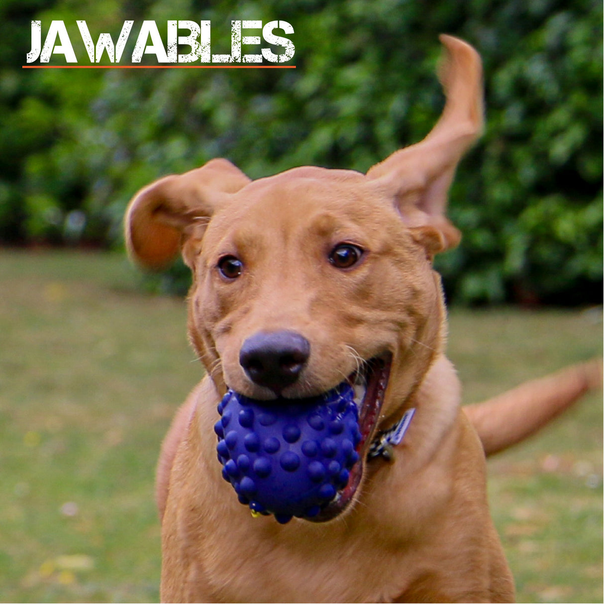 Ancol Jawables Tough Purple Rugby Ball Dog Toy