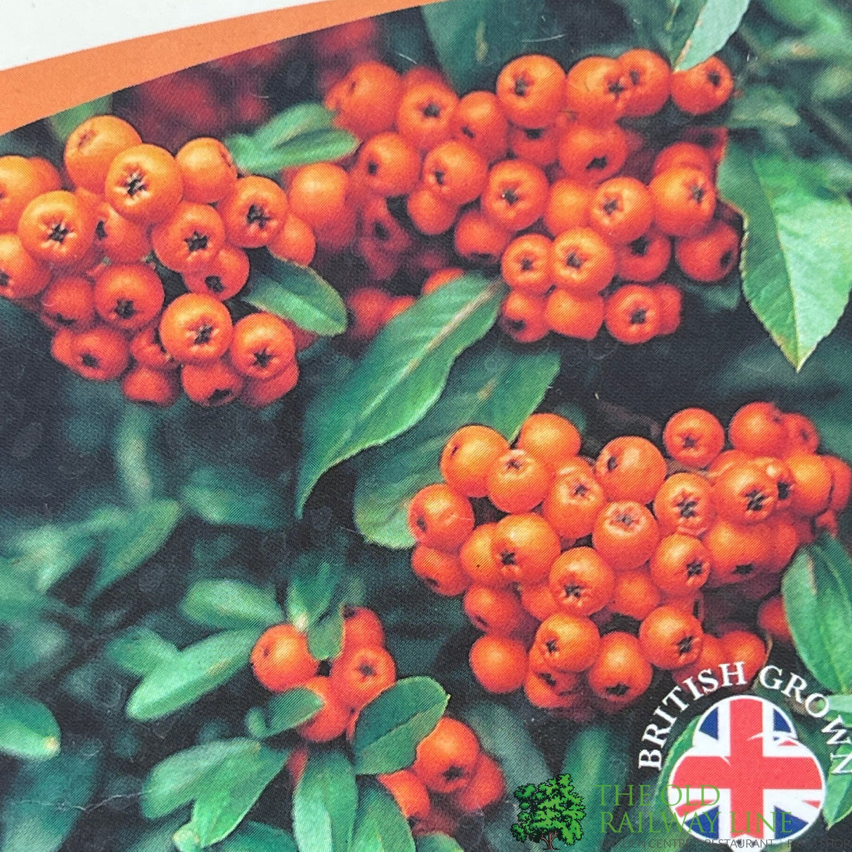 Pyracantha 'Orange Charmer' Plant 3Ltr