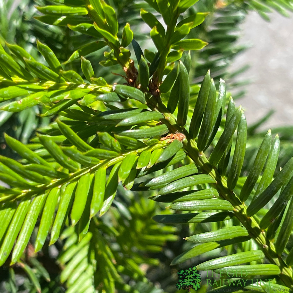 Taxus baccata 'Common Yew' Plant 2Ltr