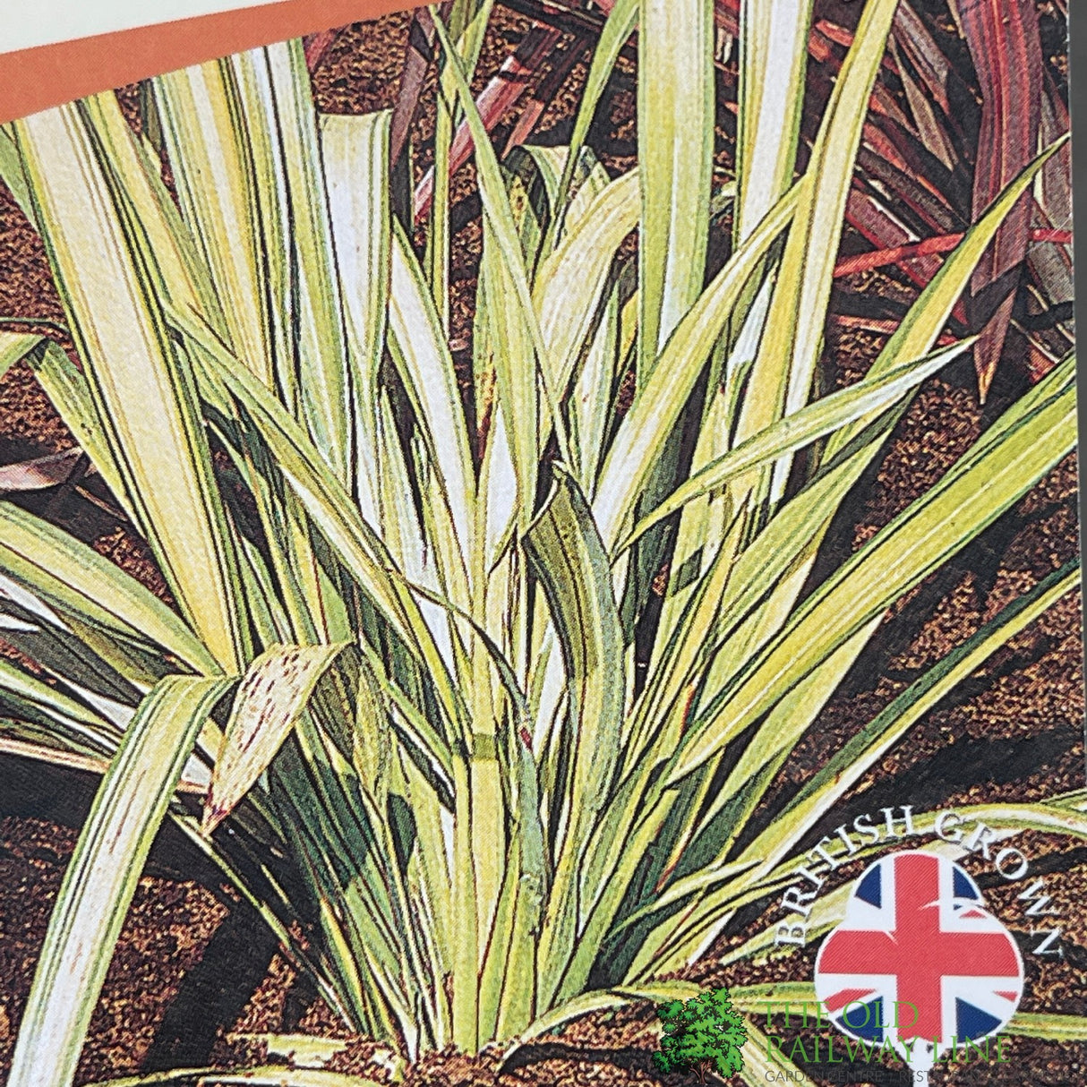 Phormium Cookianum Hookeri 'Tricolor' Mountain Flax 3Ltr Pot