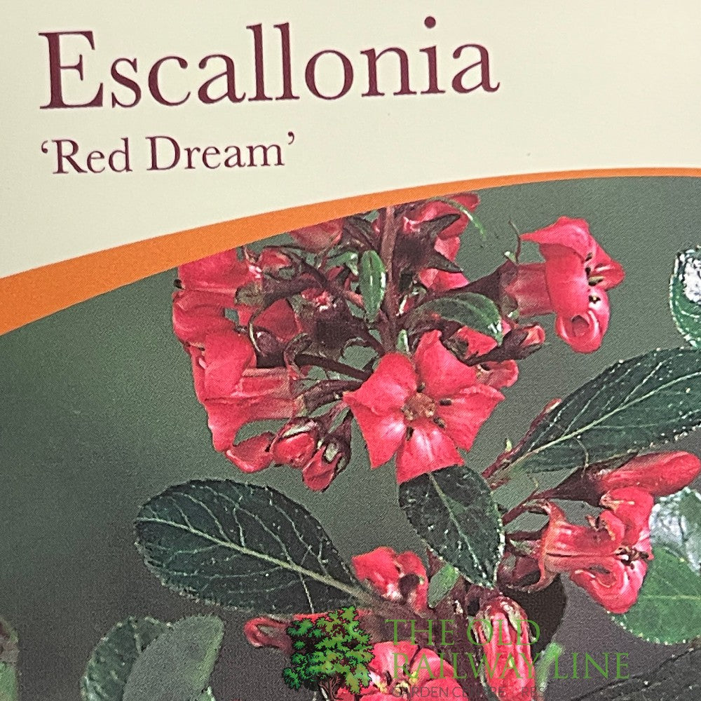 Escallonia 'Red Dream' Plant 3Ltr Pot