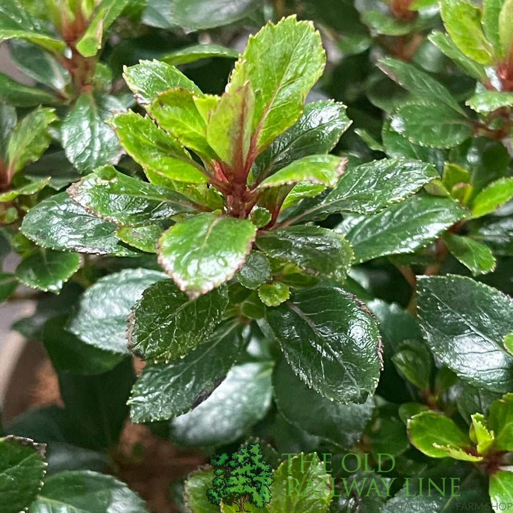 Escallonia 'Red Dream' Plant 3Ltr Pot