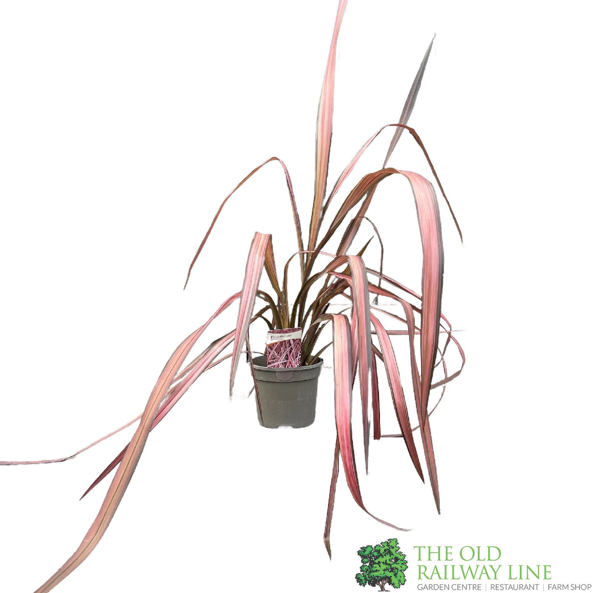 Phormium 'Evening Glow' Flax Lily Plant 3Ltr