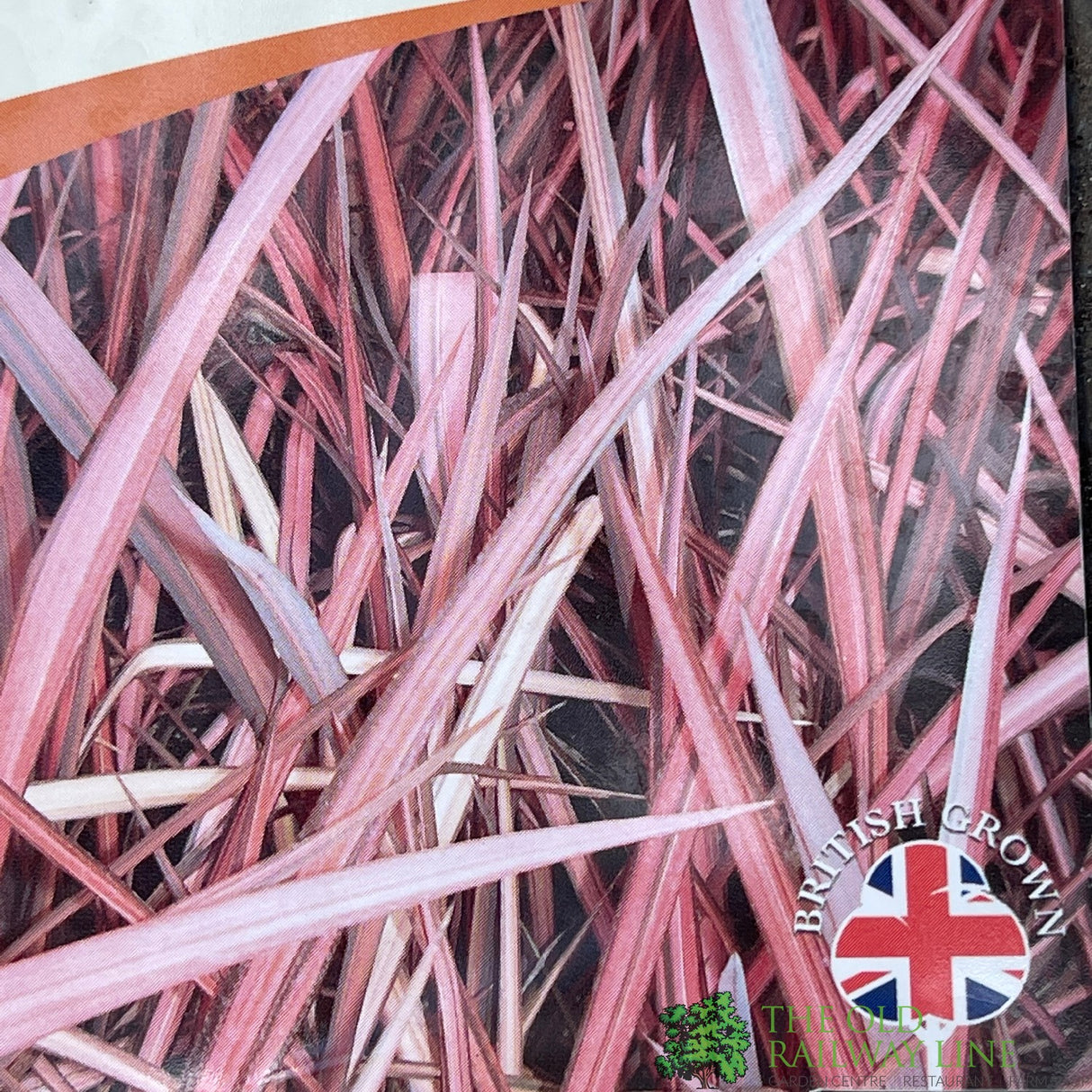 Phormium 'Evening Glow' Flax Lily Plant 3Ltr