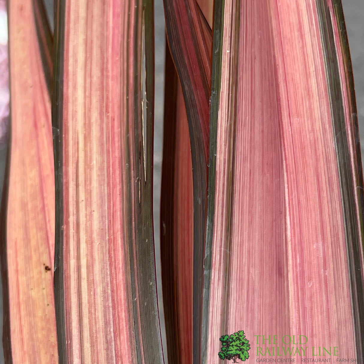 Phormium 'Evening Glow' Flax Lily Plant 3Ltr