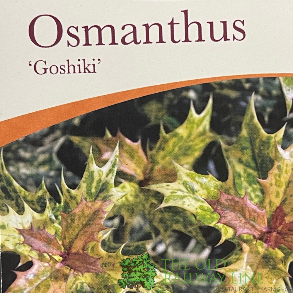 Osmanthus × burkwoodii 'Goshiki' Plant 3Ltr Pot