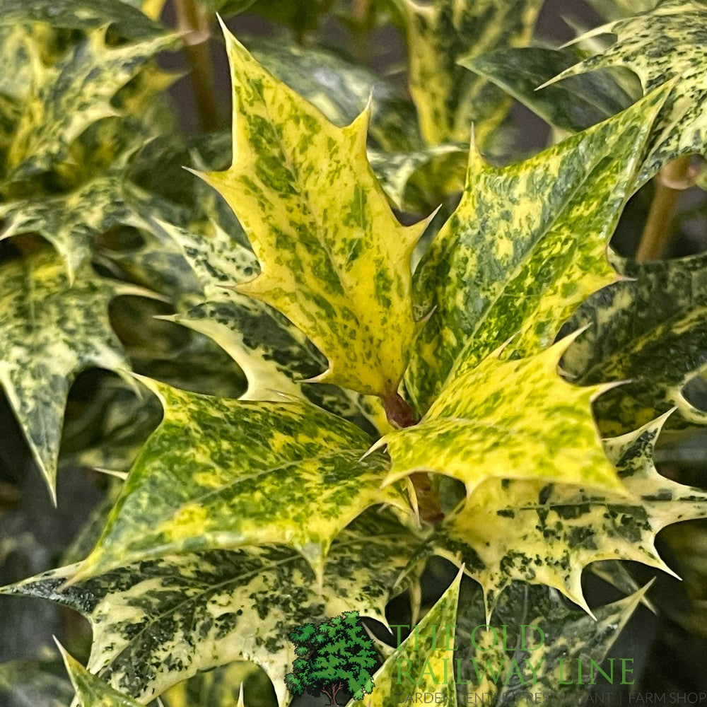 Osmanthus × burkwoodii 'Goshiki' Plant 3Ltr Pot