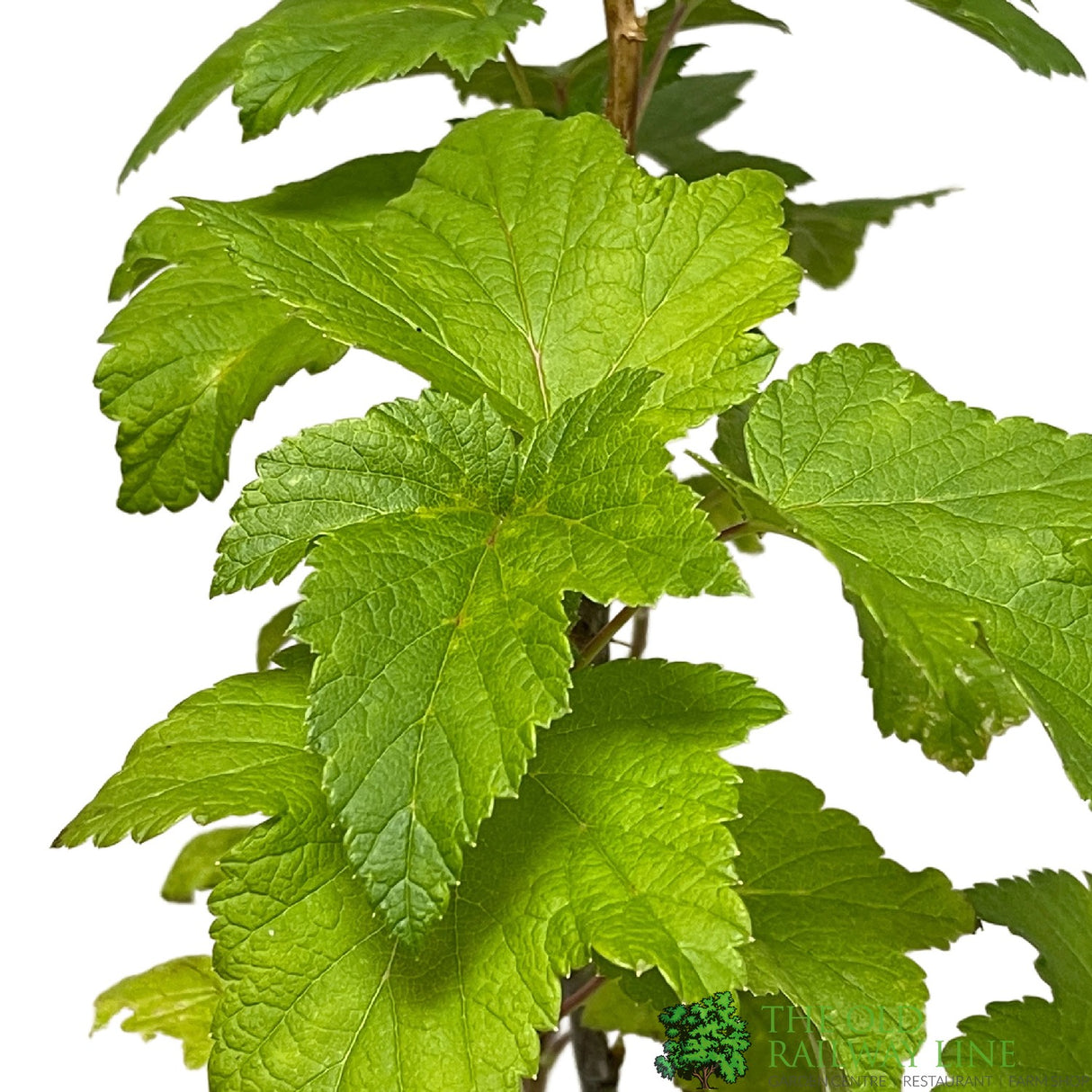 Blackcurrant Ribes nigrum 'Ben Lomond' 2Ltr Pot