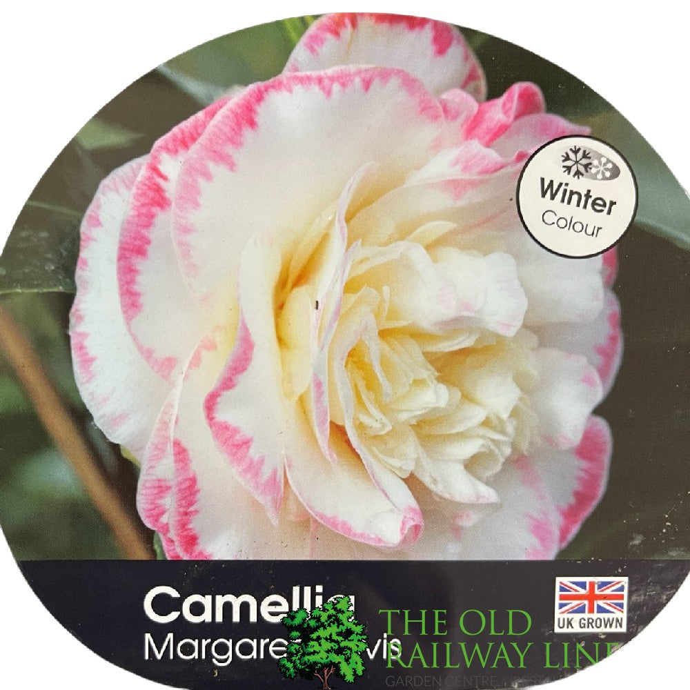 Camellia japonica 'Margaret Davis' Plant 3Ltr Pot