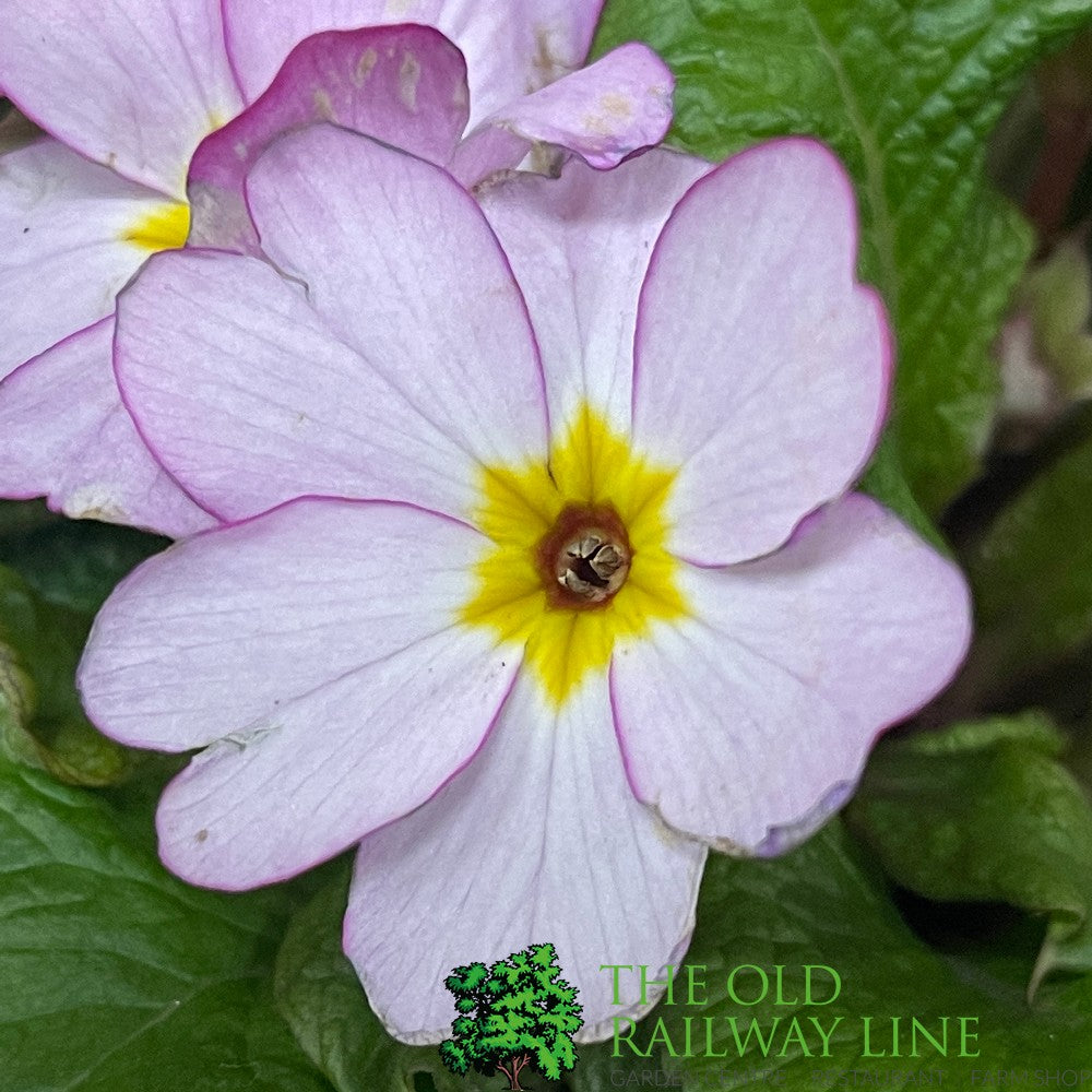 Primula vulgaris 'Woodland Rose' English Primrose 1Ltr Pot