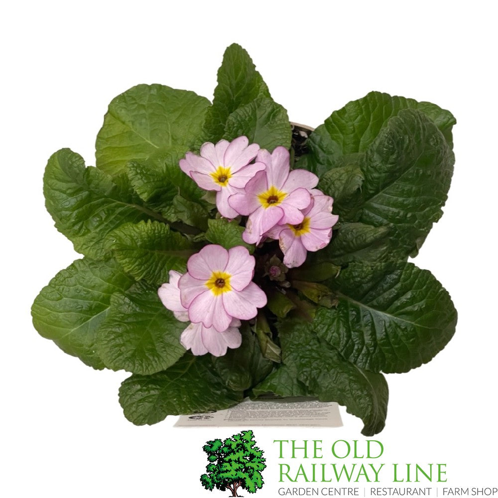 Primula vulgaris 'Woodland Rose' English Primrose 1Ltr Pot