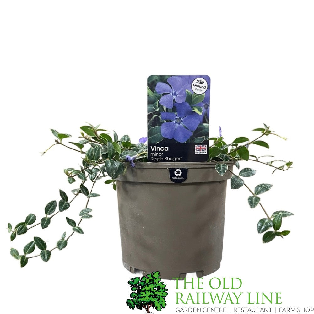 Vinca minor 'Ralph Shugert' 3Ltr Pot