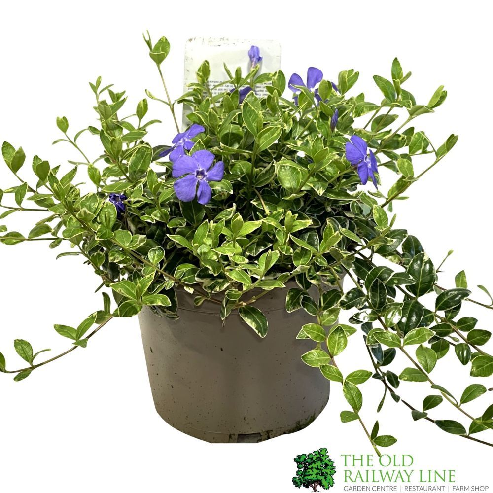 Vinca minor 'Ralph Shugert' 3Ltr Pot