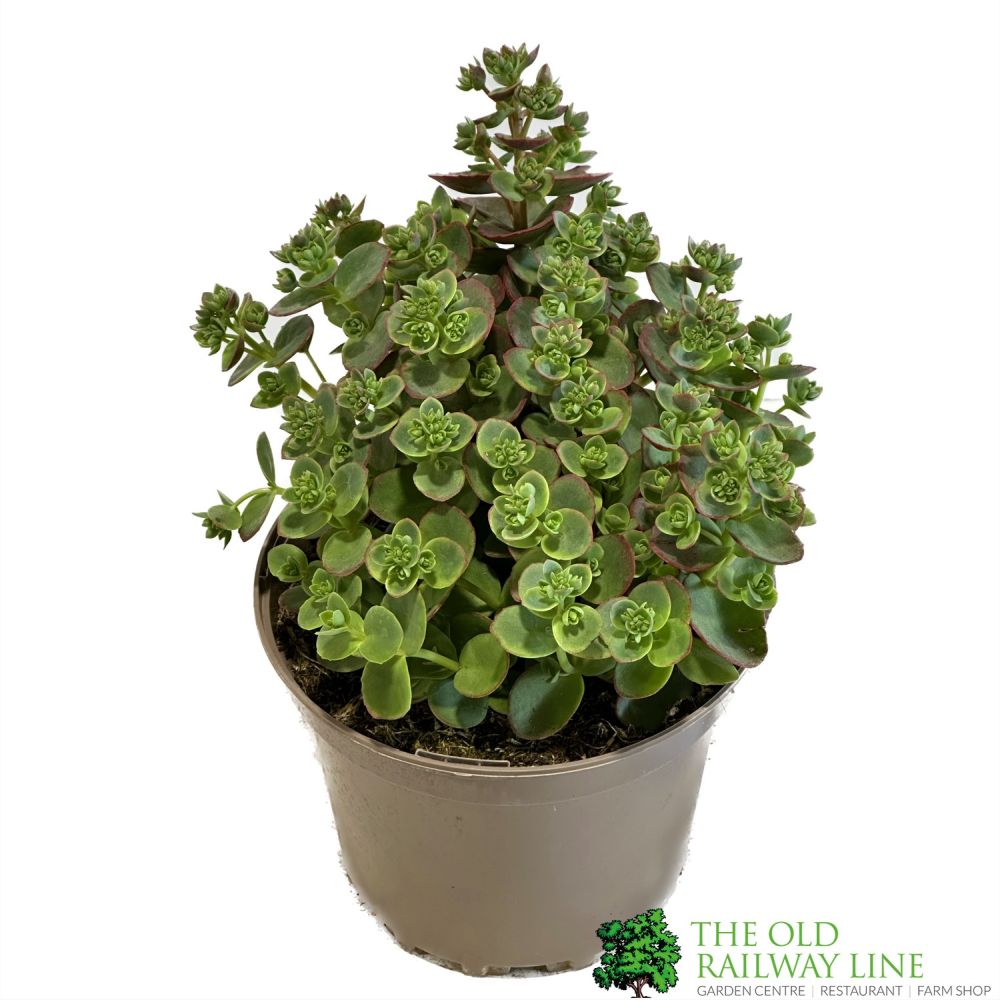 Sedum 'Lime Zinger' Sunsparkler Series Garden Succulent 2Ltr Pot