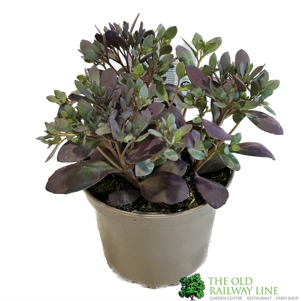 Sedum 'Plum Dazzled' Sunsparkler Series Garden Succulent 2Ltr Pot