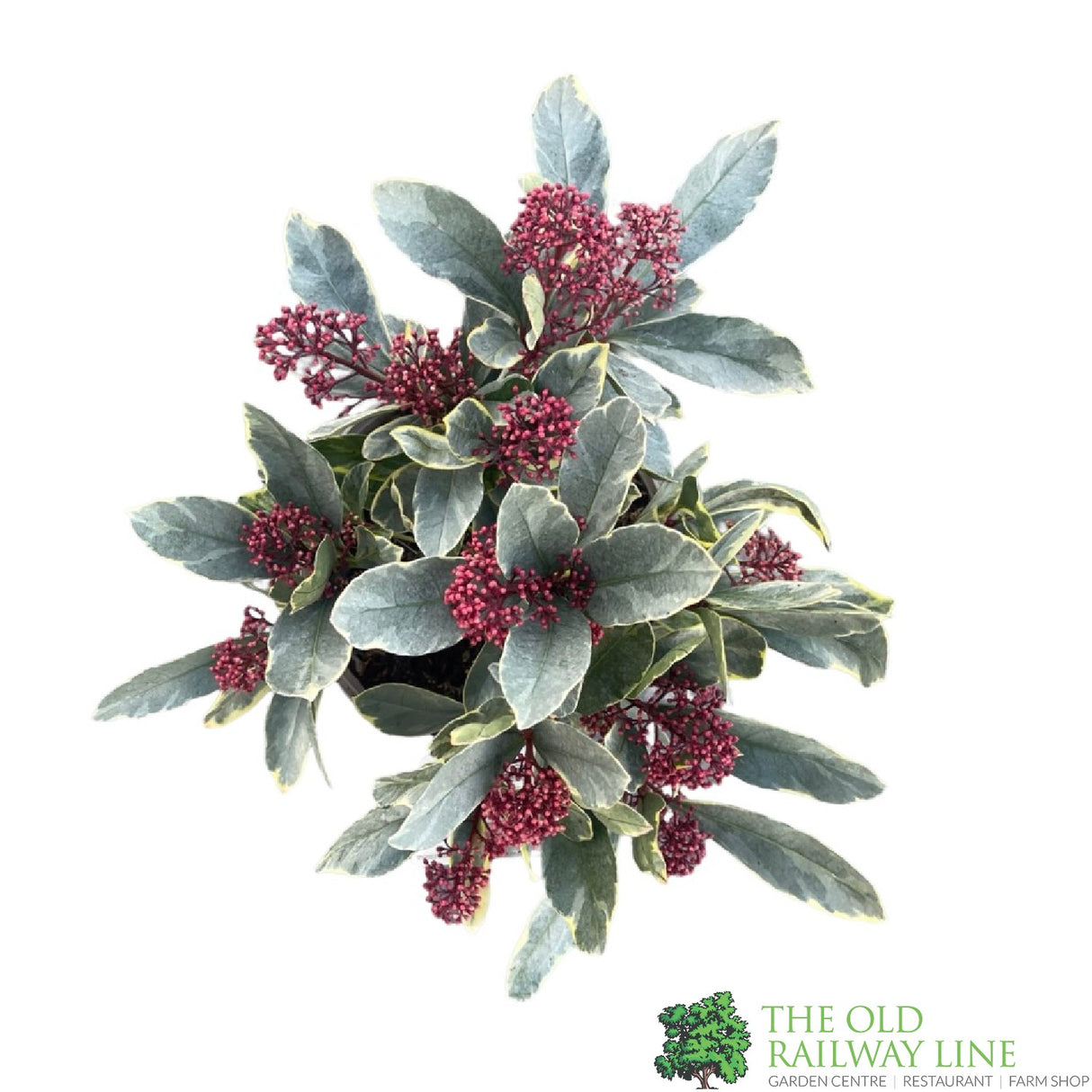 Skimmia Japonica 'Perosa' 3Ltr Pot