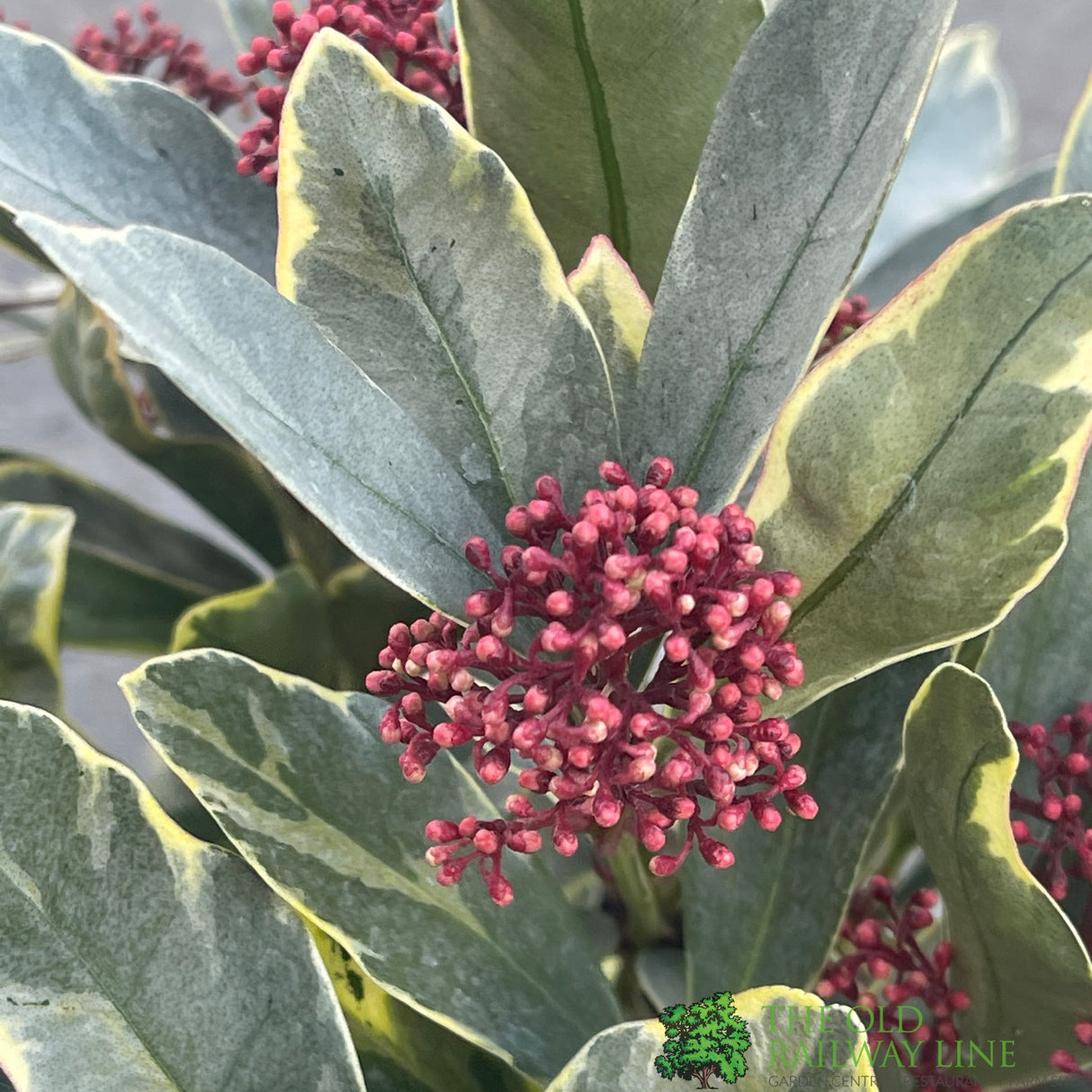 Skimmia Japonica 'Perosa' 3Ltr Pot
