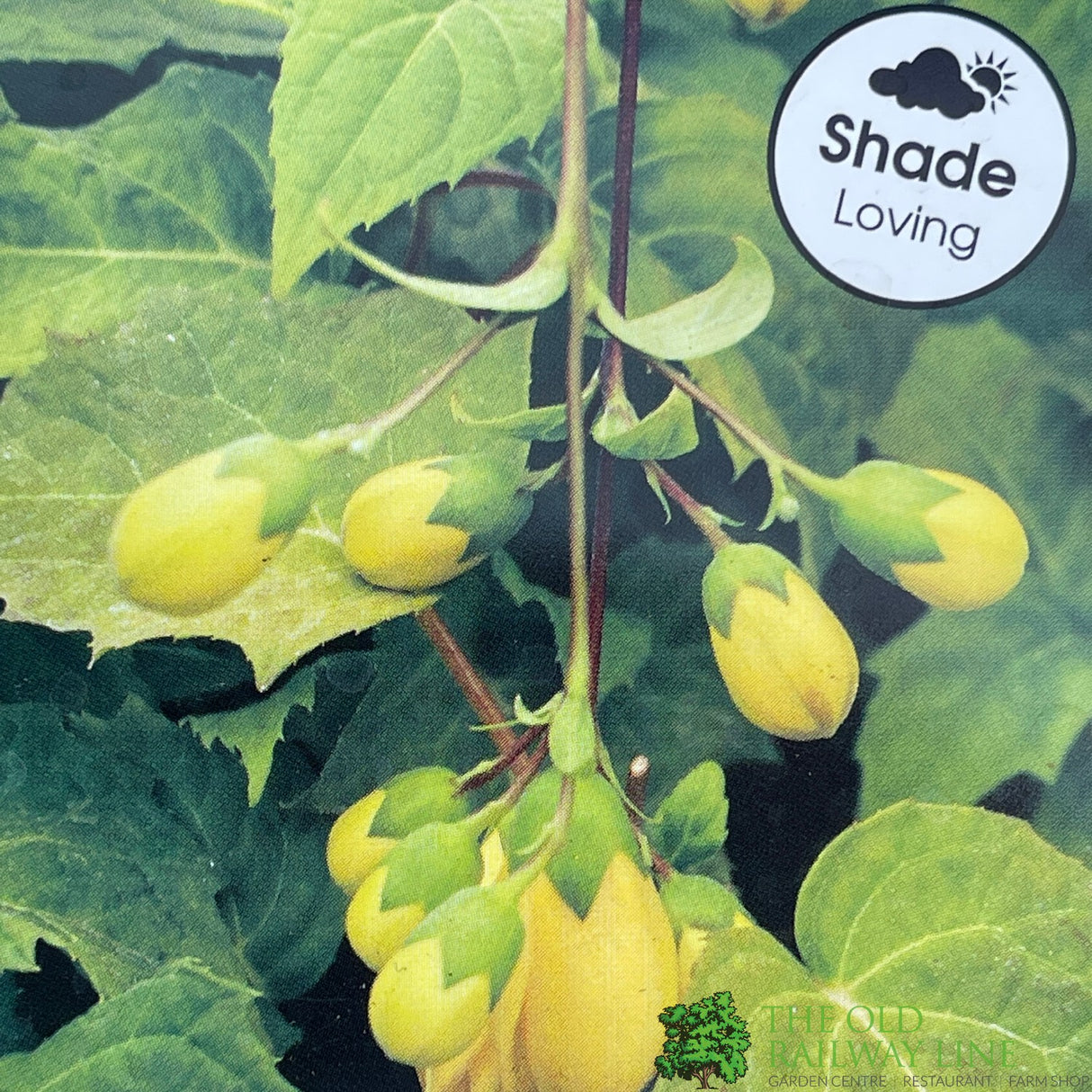 Kirengeshoma palmata Plant 3Ltr Pot