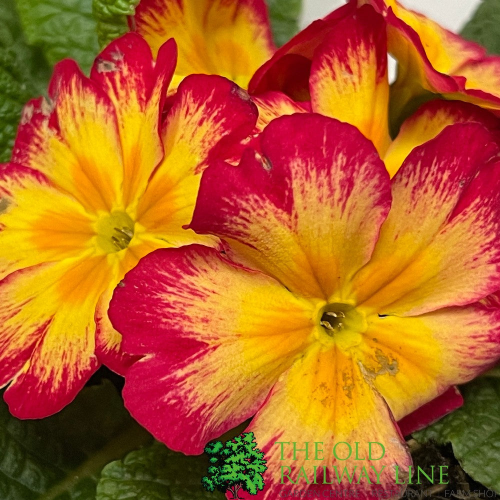 Primula vulgaris 'Red Cream' English Primrose 1Ltr Pot