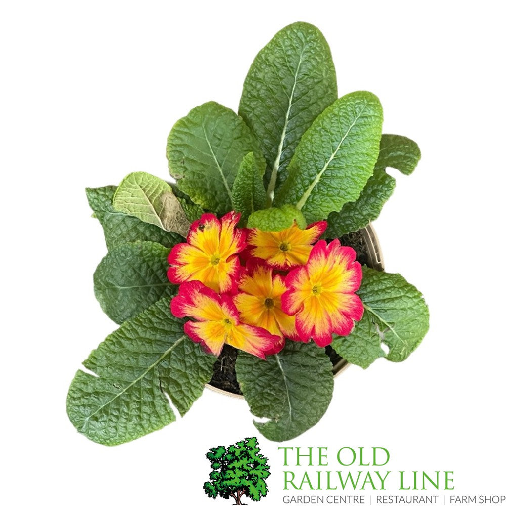 Primula vulgaris 'Red Cream' English Primrose 1Ltr Pot