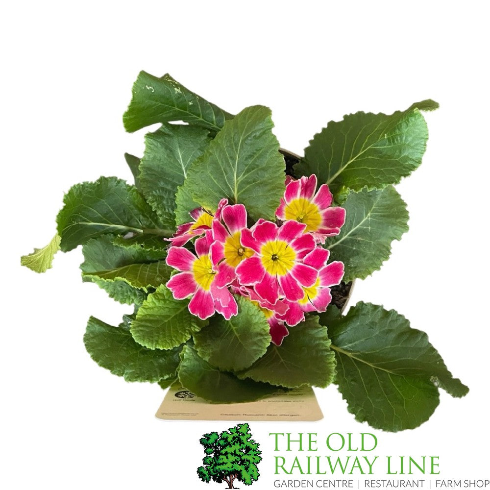 Primula vulgaris 'Candy Cottage Pink' English Primrose 1Ltr Pot
