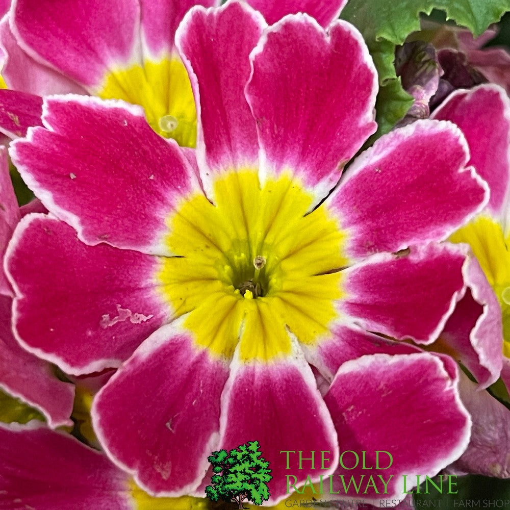 Primula vulgaris 'Candy Cottage Pink' English Primrose 1Ltr Pot