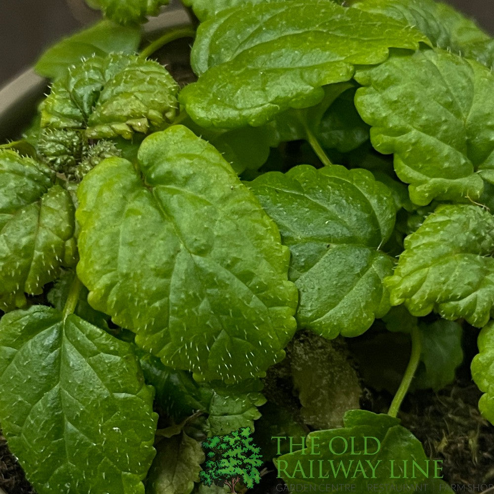 Lemon Balm Herb 9cm Pot