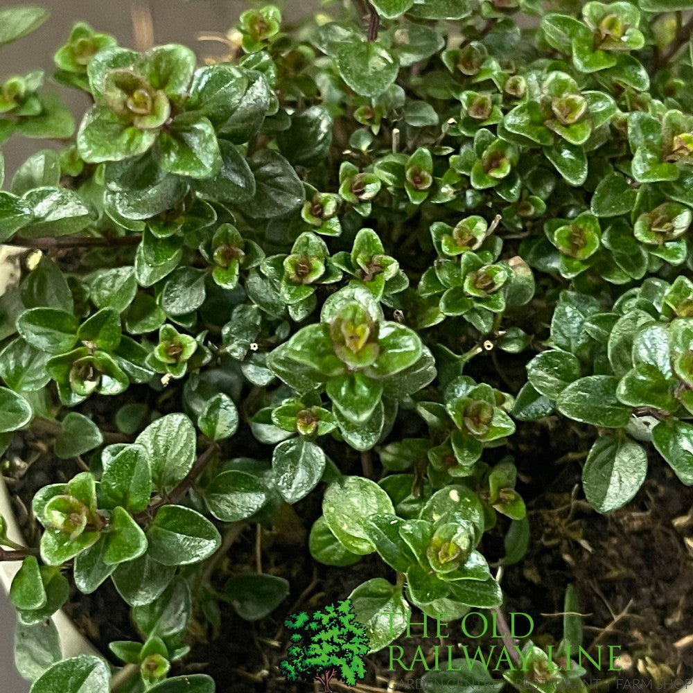 Thyme Broadleaf Herb Plant 9cm Pot