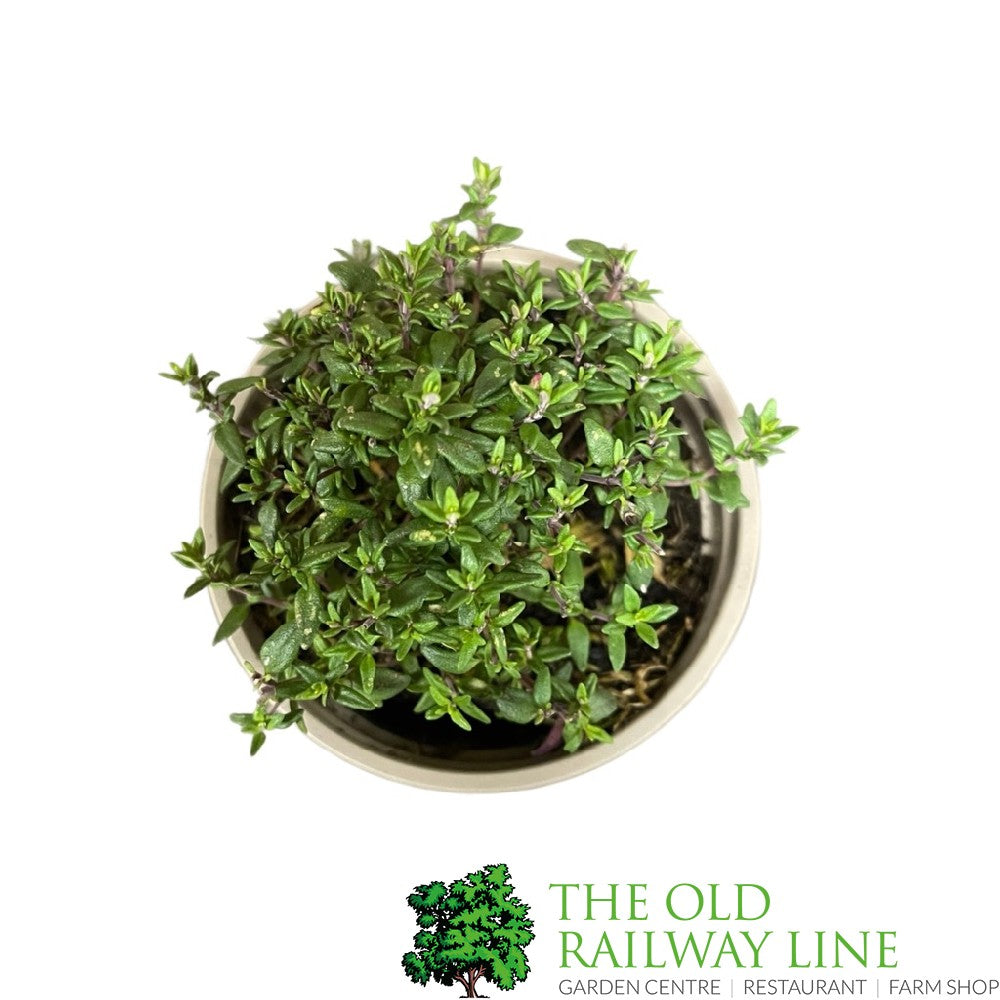 Thyme Common Herb Plant 9cm Pot