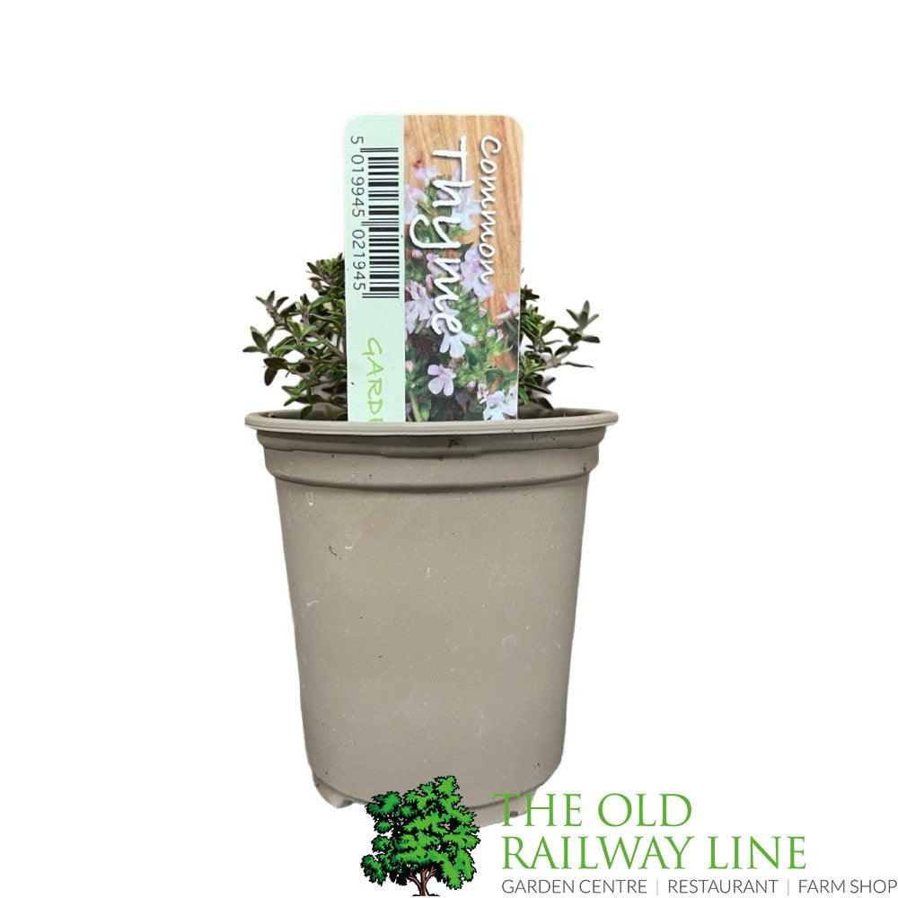 Thyme Common Herb Plant 9cm Pot