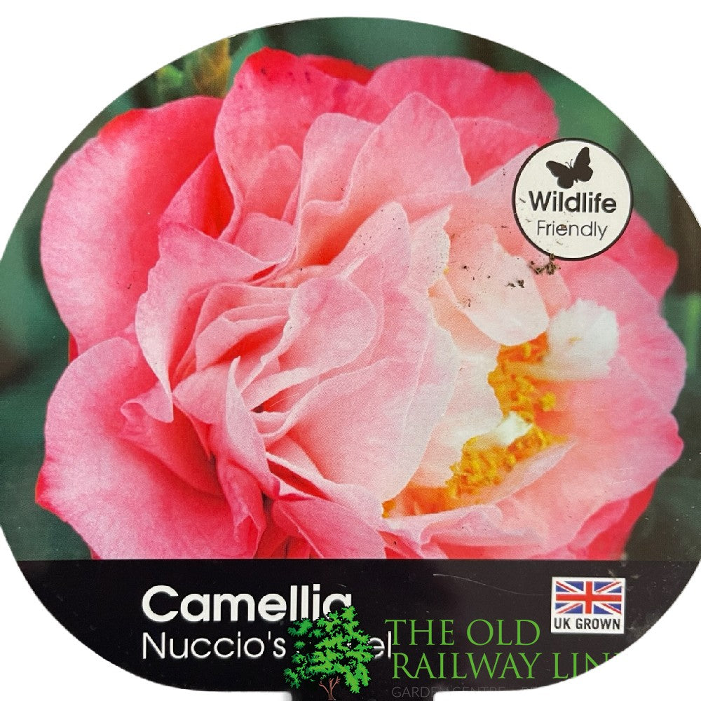 Camellia japonica 'Nuccio's Jewel' Plant 3Ltr Pot