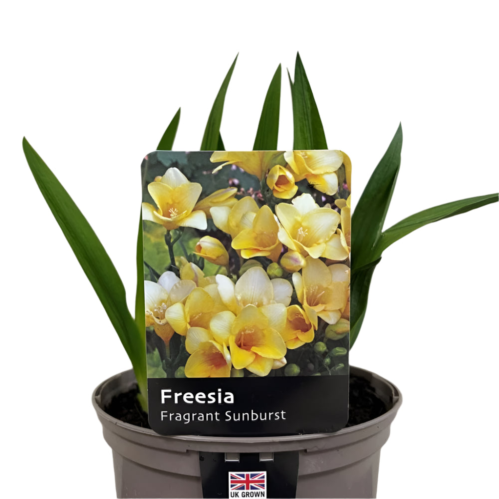 Freesia 'Fragrant Sunburst' Plant 2 Ltr Pot