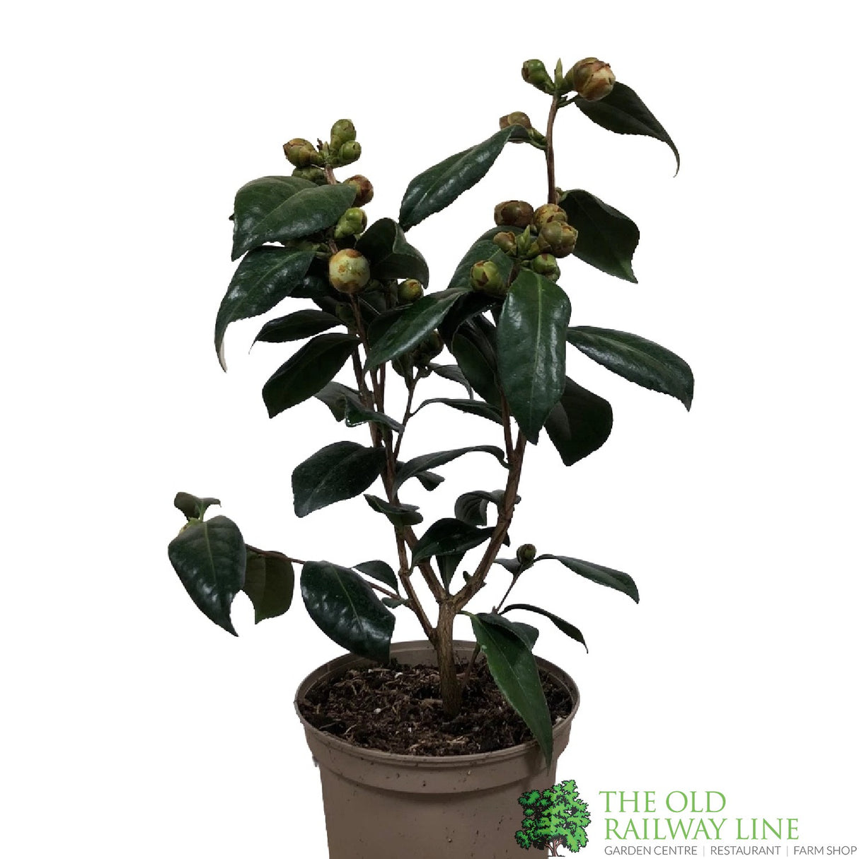 Camellia japonica 'Silver Anniversary' Plant 3Ltr Pot