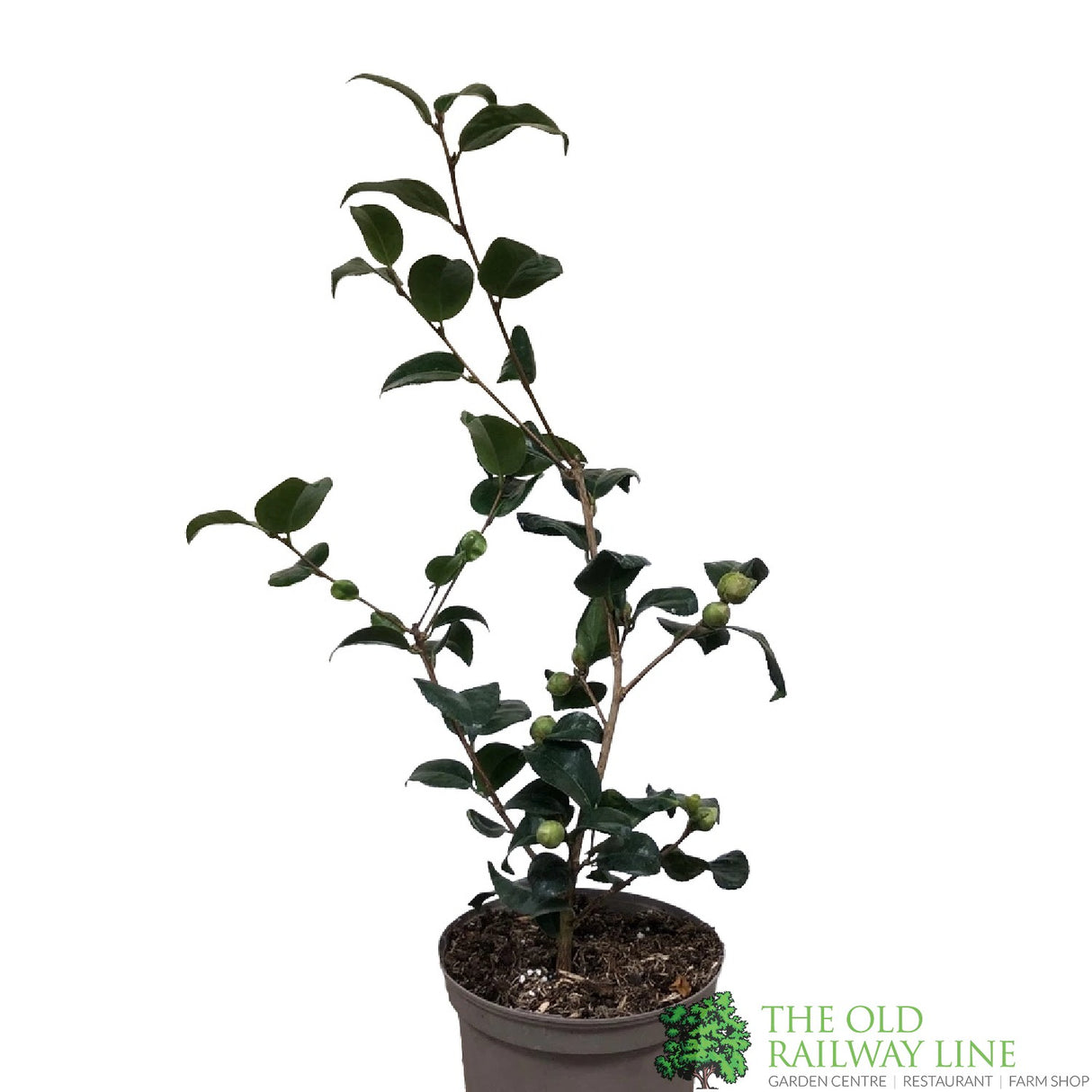 Camellia japonica 'Ruby Wedding' Plant 3Ltr Pot