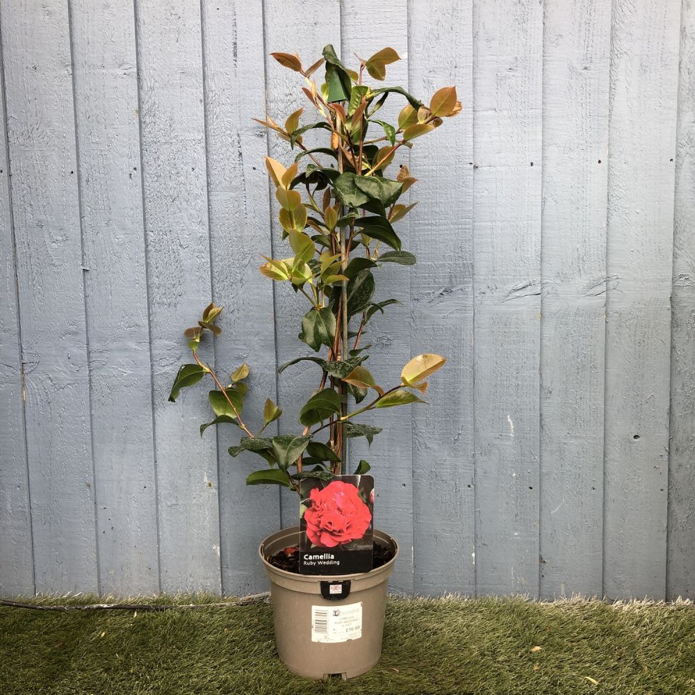Camellia japonica 'Ruby Wedding' Plant 3Ltr Pot