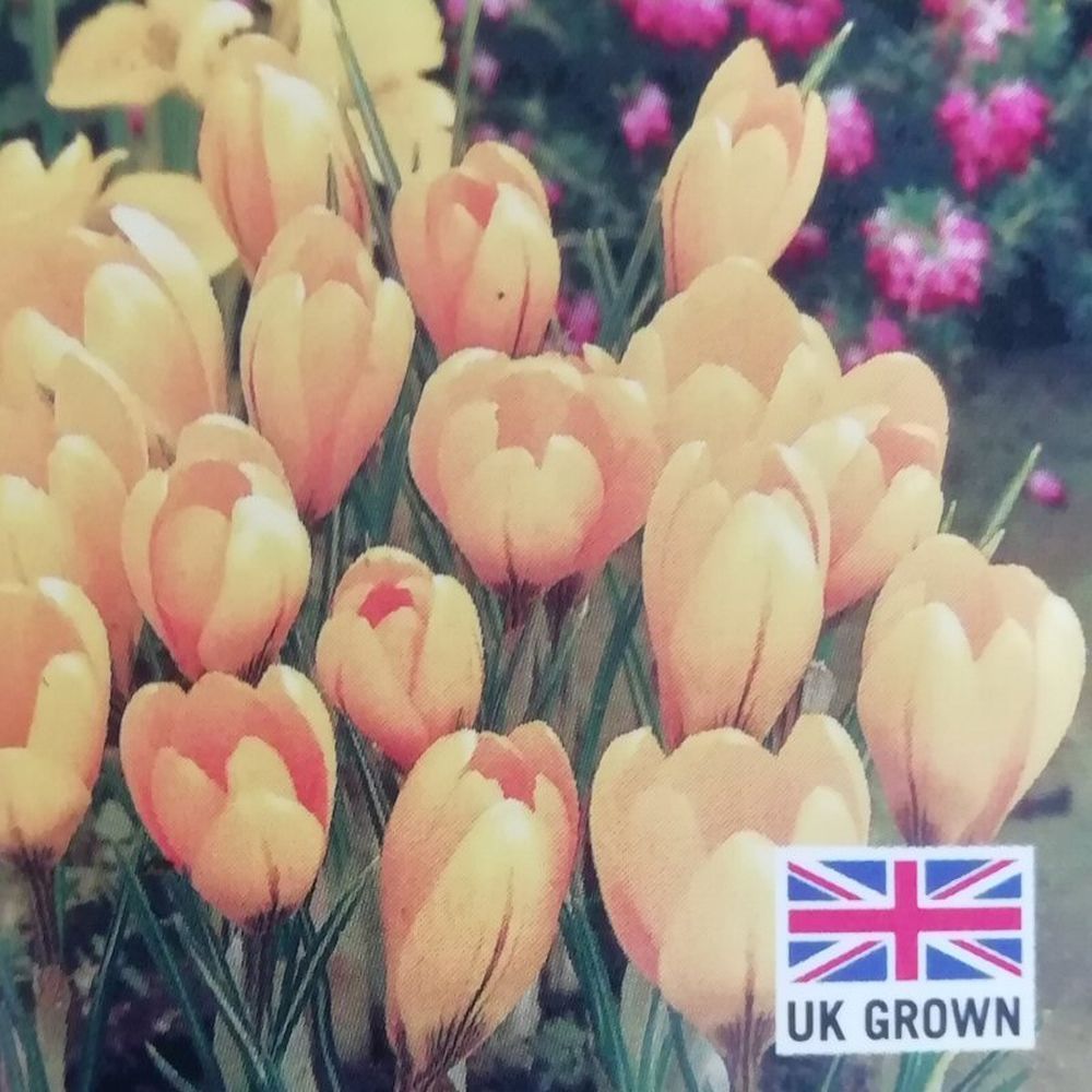 Crocus 'Yellow' 9cm Pot