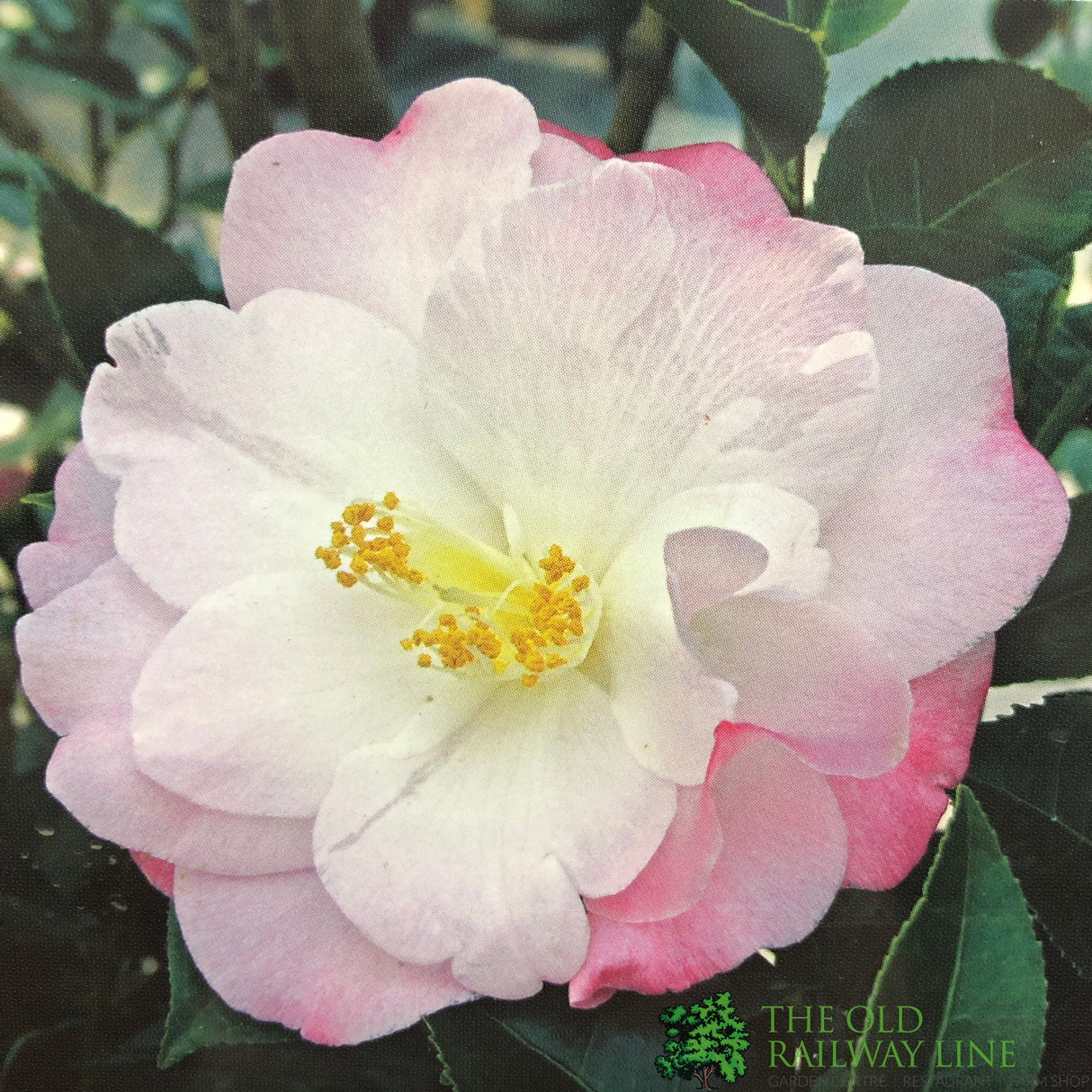 Camellia japonica 'April Remembered' Plant 3Ltr Pot