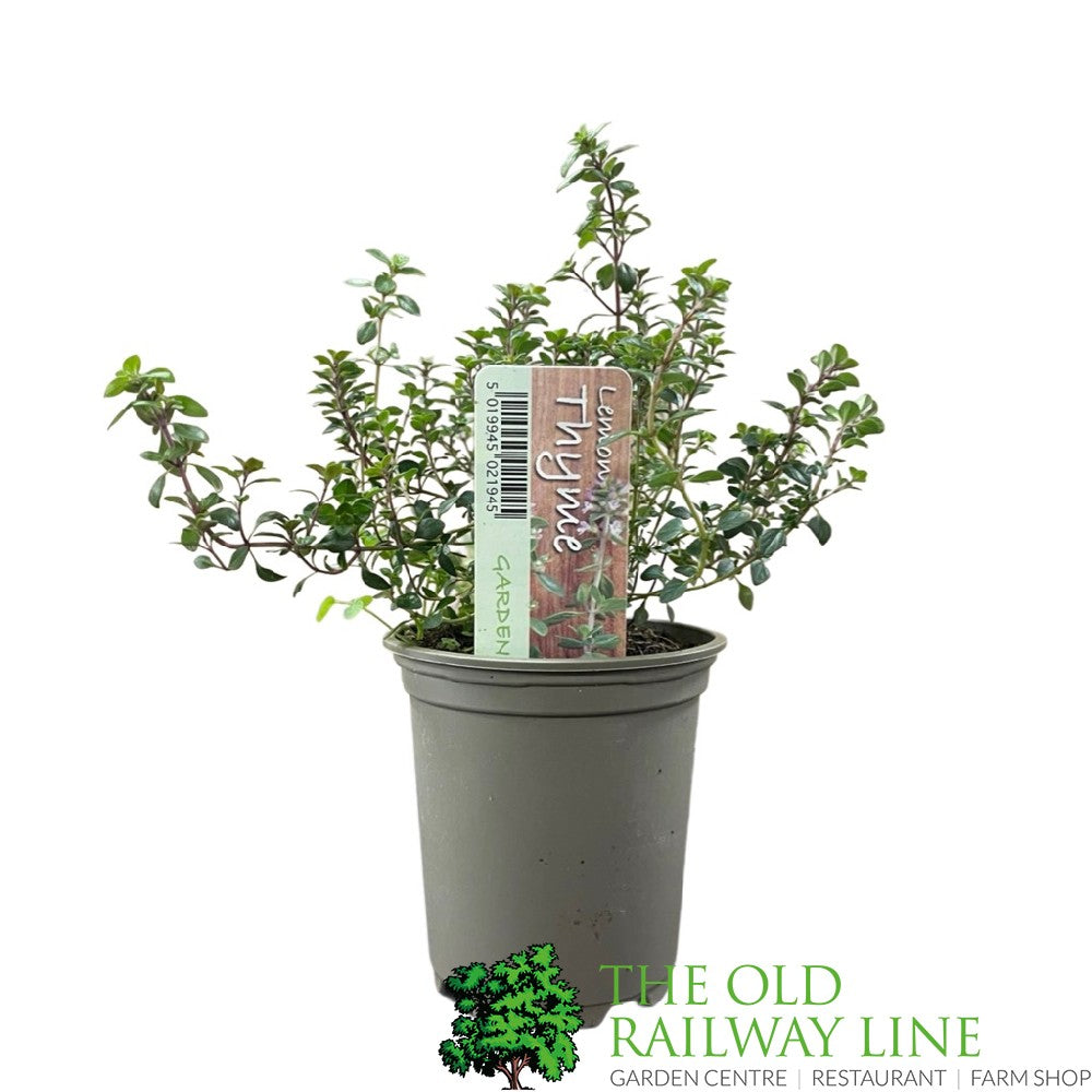 Thyme 'Lemon' Herb Plant 9cm Pot